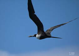 Magnificent Frigatebird