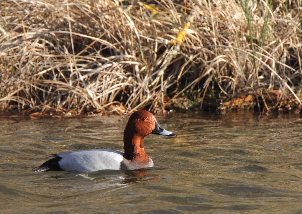 Common Pochard