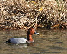 Common Pochard