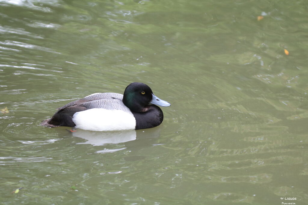 Greater Scaup