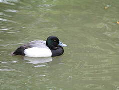 Greater Scaup