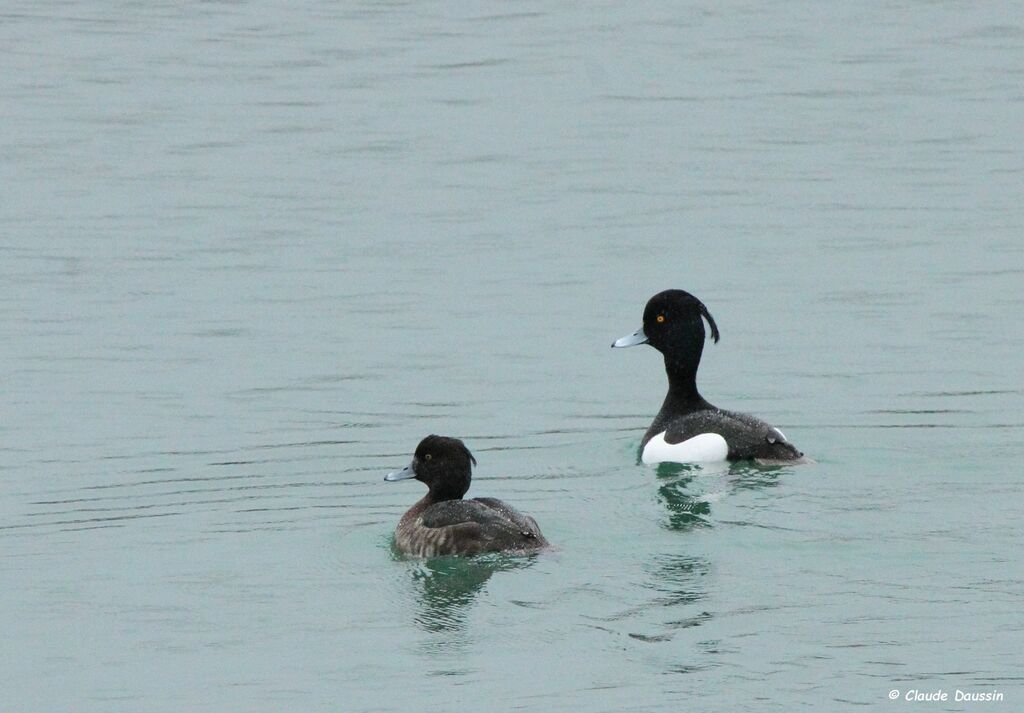 Tufted Duck