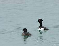 Tufted Duck