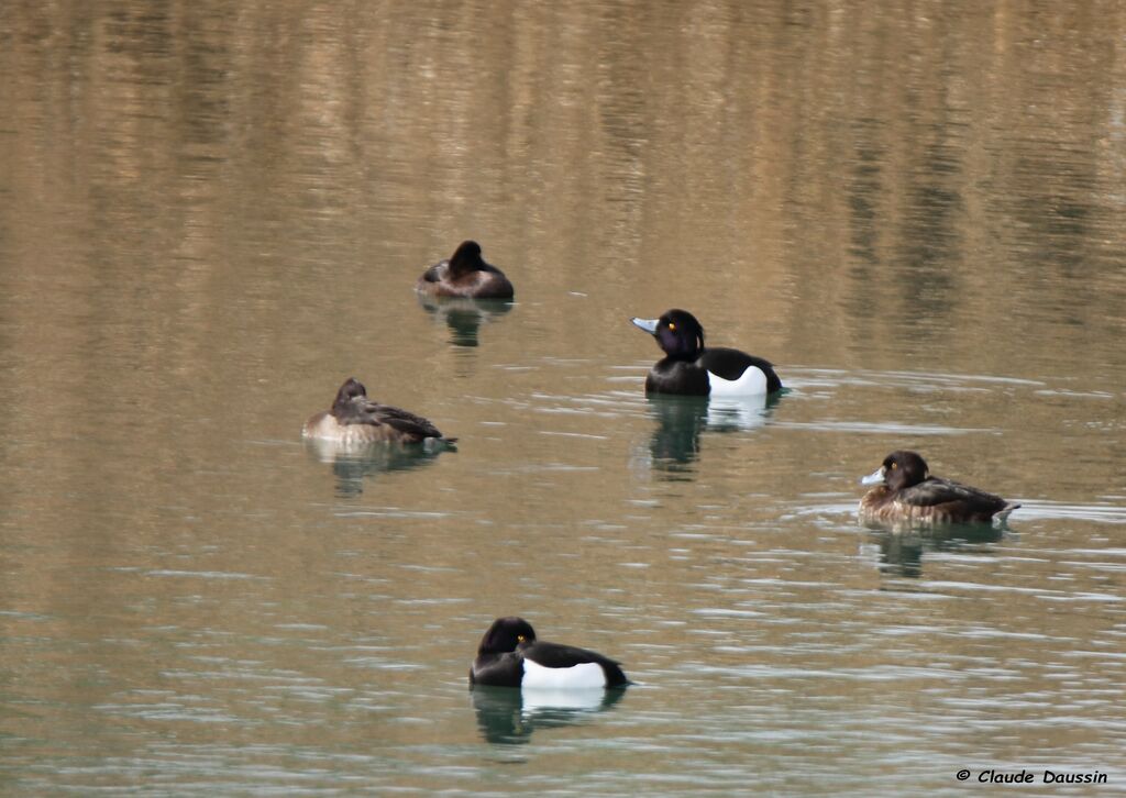 Tufted Duck