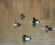 Tufted Duck