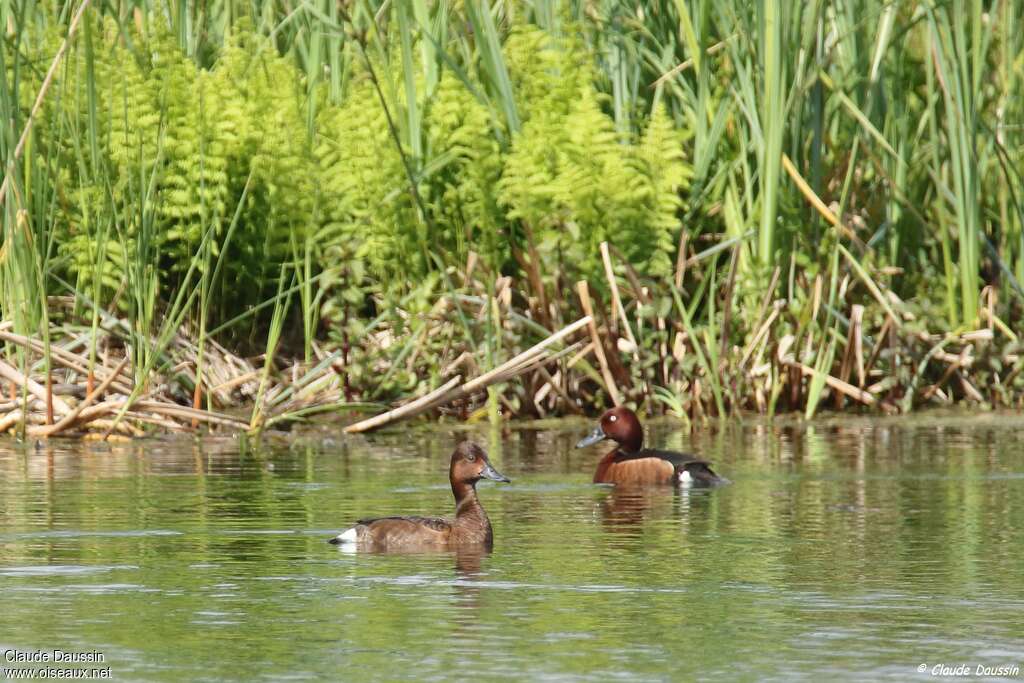 Ferruginous Duckadult, habitat, pigmentation