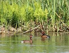 Ferruginous Duck