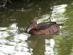 Ferruginous Duck