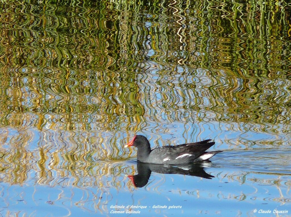 Common Gallinule