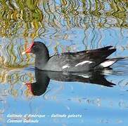 Common Gallinule