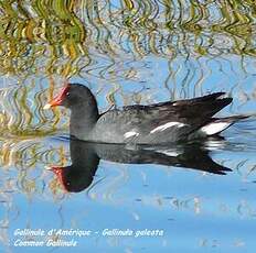 Gallinule d'Amérique