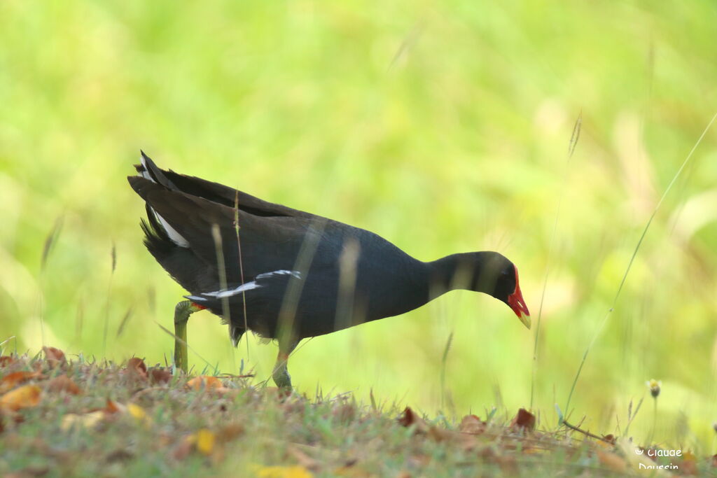 Gallinule d'Amérique