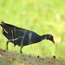 Gallinule d'Amérique