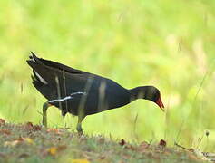 Common Gallinule