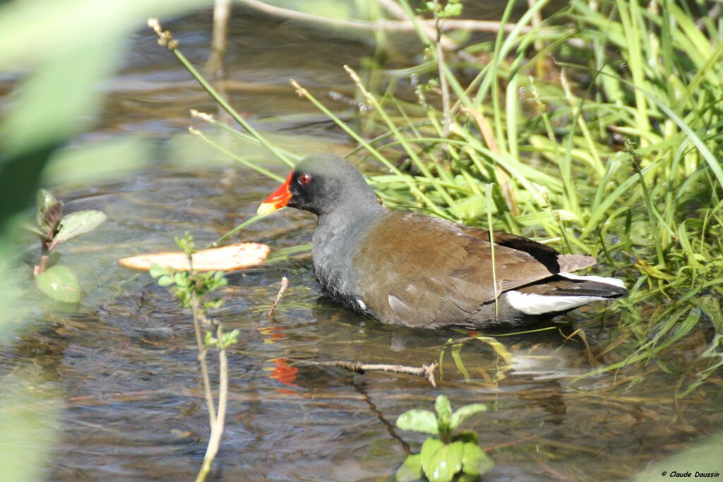 Common Moorhen