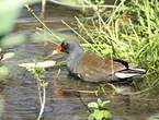 Gallinule poule-d'eau