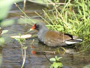 Gallinule poule-d'eau