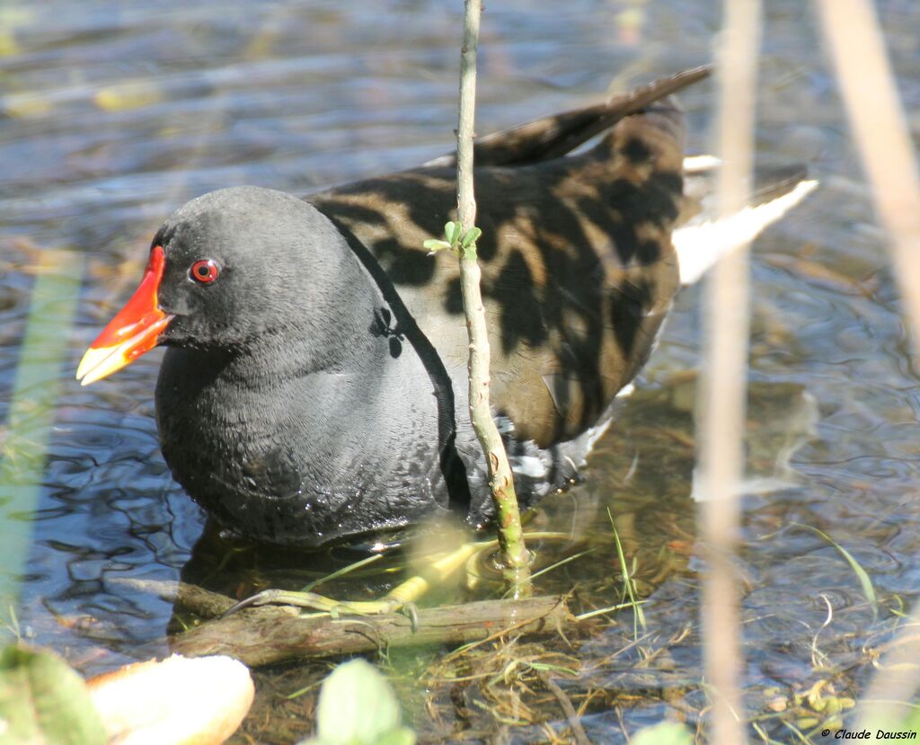 Gallinule poule-d'eau