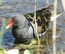 Gallinule poule-d'eau