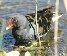 Common Moorhen