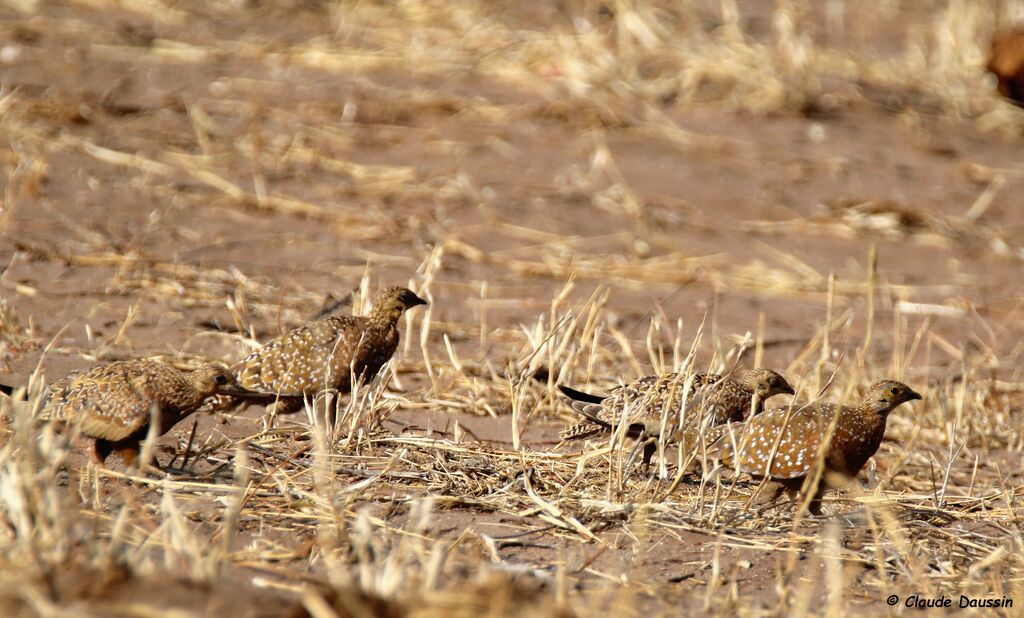 Burchell's Sandgrouse