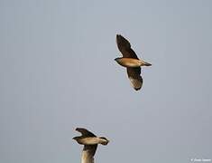 Burchell's Sandgrouse