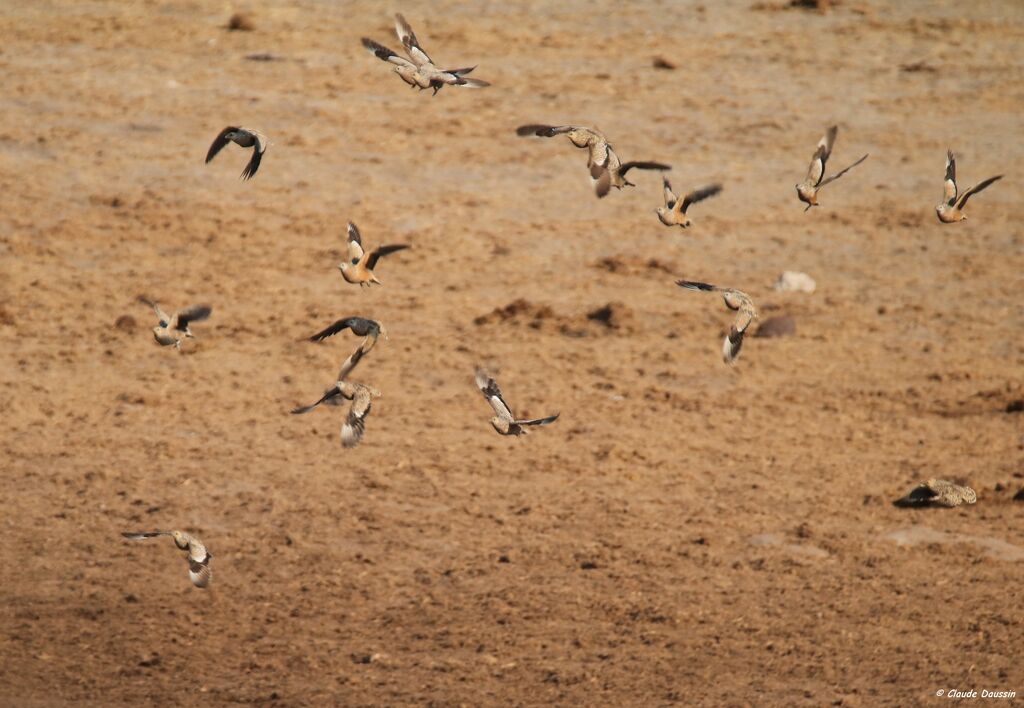 Burchell's Sandgrouse