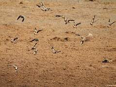 Burchell's Sandgrouse