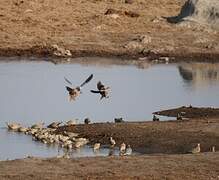 Burchell's Sandgrouse