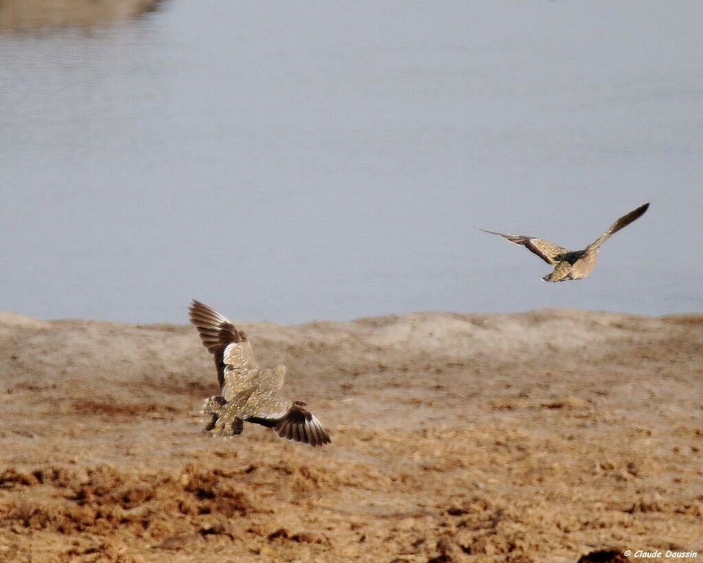 Burchell's Sandgrouse