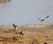 Burchell's Sandgrouse