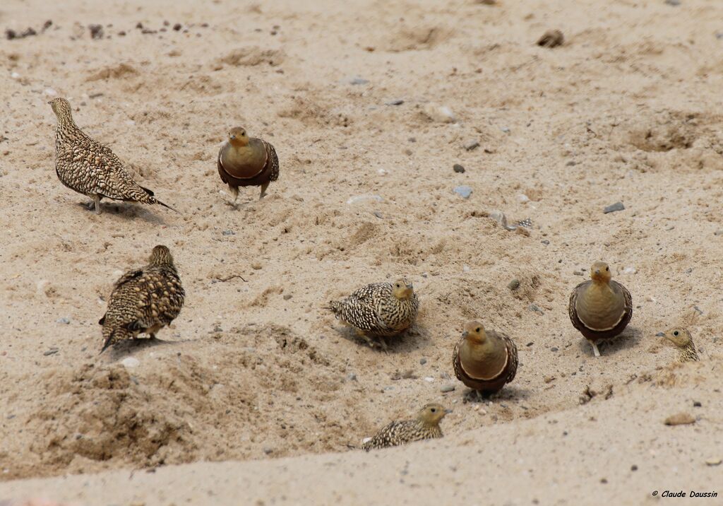 Namaqua Sandgrouse