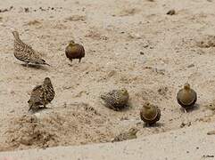 Namaqua Sandgrouse