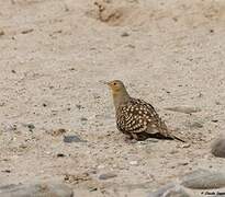 Namaqua Sandgrouse