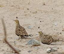 Namaqua Sandgrouse