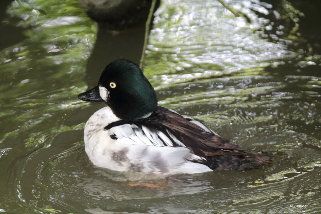 Common Goldeneye