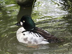 Common Goldeneye