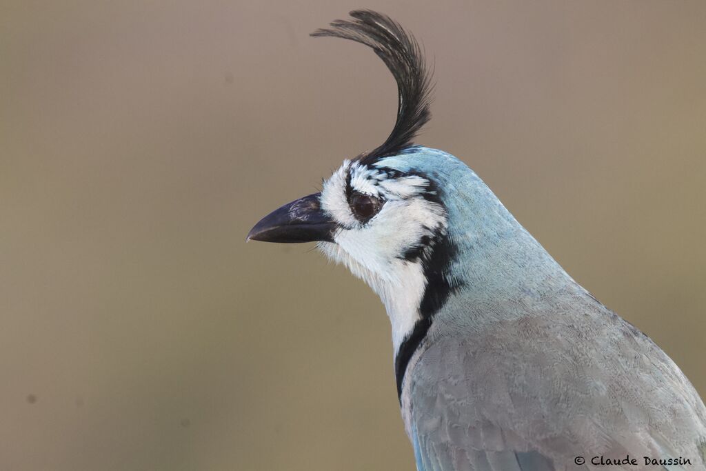 White-throated Magpie-Jay