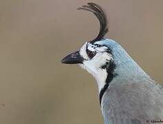 White-throated Magpie-Jay