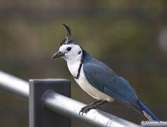 White-throated Magpie-Jay