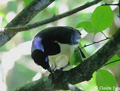 Plush-crested Jay