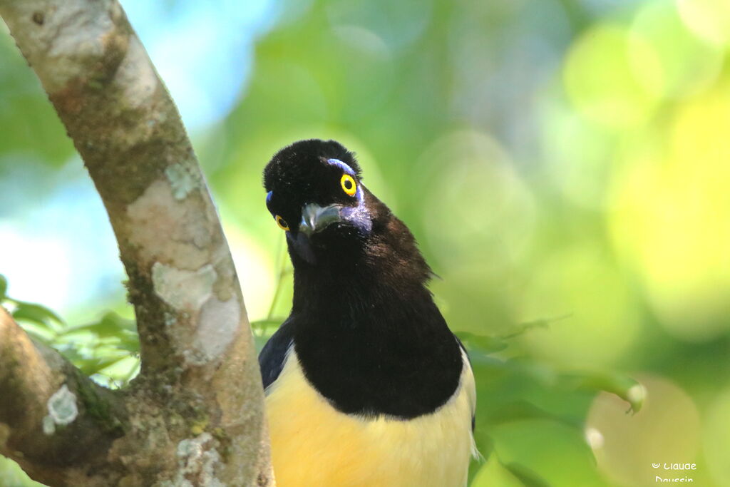 Plush-crested Jay