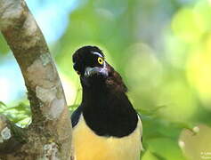 Plush-crested Jay