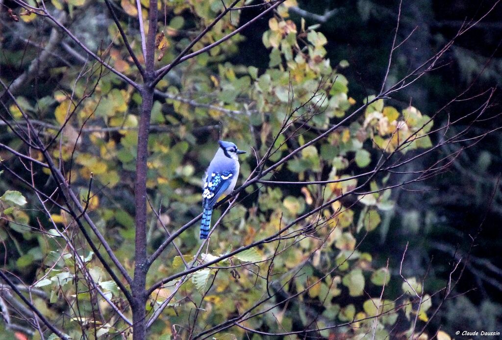 Blue Jay