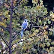 Blue Jay