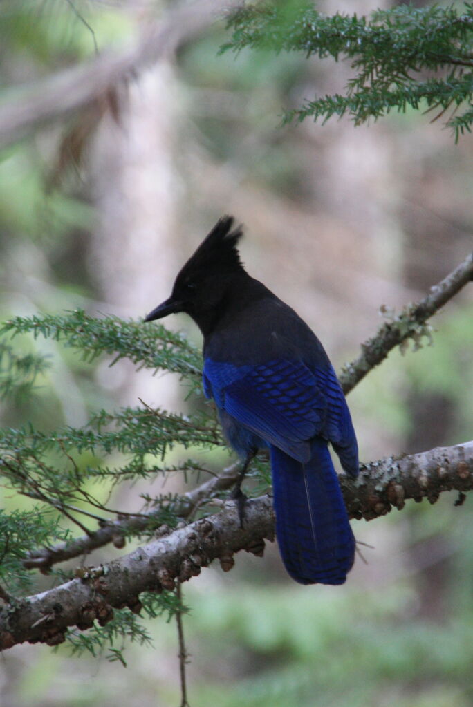 Steller's Jay