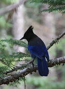 Steller's Jay