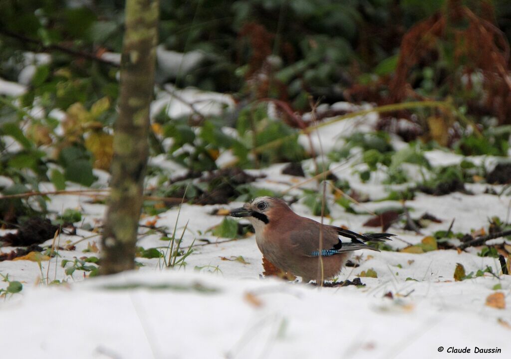 Eurasian Jay