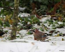 Eurasian Jay