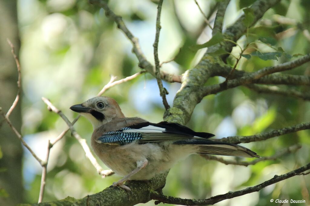 Eurasian Jay